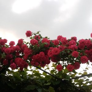 „Бирамо најуређеније“: Грађани опредијељени да свој животни простор учине љепшим