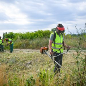 Počela akcija suzbijanja ambrozije Počela akcija suzbijanja ambrozije