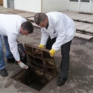 Почиње јесења систематска дератизација Почиње јесења систематска дератизација