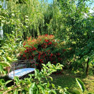 Бирамо најуређеније: Најљепше двориште у Мотикама