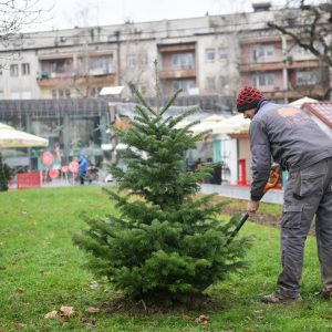 Nastavljena sadnja: Banja Luka dobila jelku u centru grada
