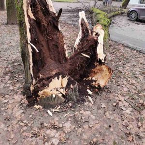 Uklonjeno oboreno stablo