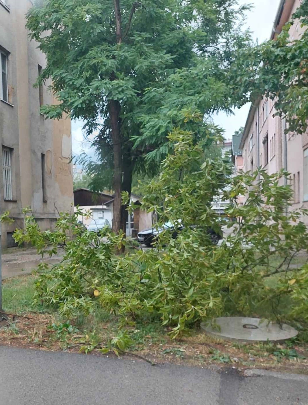  У невремену 5. августа било је оштећено и градско зеленило (Фото архива)