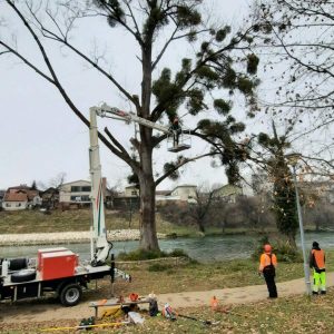 Новина: Први пут примјена комбинованих мјера његовања старих стабала
