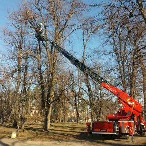 Њега старих стабала у Парку „Младен Стојановић“ Њега старих стабала у Парку „Младен Стојановић“