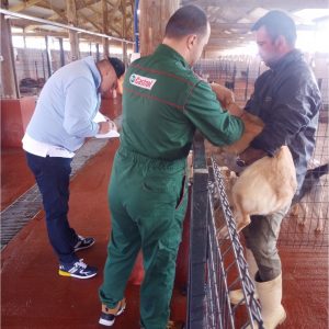 У азилу на Мањачи редовне здравствене контроле свих паса У азилу на Мањачи редовне здравствене контроле свих паса