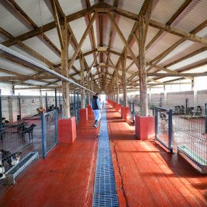 Доња Kола: Рјешење проблема са псима луталицама Доња Kола: Рјешење проблема са псима луталицама