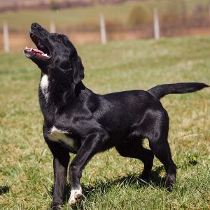 Дани отворених врата: Посјетите азил, изаберите кућног љубимца Дани отворених врата: Посјетите азил, изаберите кућног љубимца