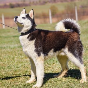 Дани отворених врата: Посјетите азил, изаберите кућног љубимца