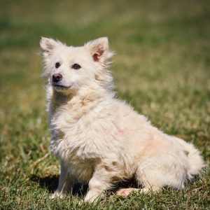 Власници паса дужни да поштују прописе о чувању својих кућних љубимаца Власници паса дужни да поштују прописе о чувању својих кућних љубимаца