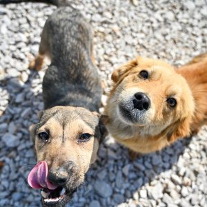 Дани отворених врата: Посјетите азил, изаберите кућног љубимца Дани отворених врата: Посјетите азил, изаберите кућног љубимца