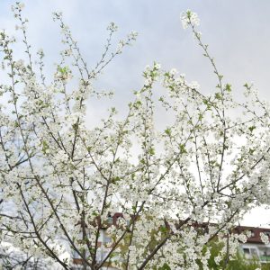 Пратите концентрације полена на сајту Града Пратите концентрације полена на сајту Града