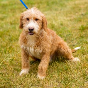 Odaberite svog kućnog ljubimca: Dan otvorenih vrata u azilu na Manjači