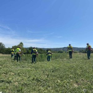 Почело кошење амброзије Почело кошење амброзије