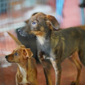 Пружите дом неком од љубимаца: Дан отворених врата у азилу на Мањачи у петак Пружите дом неком од љубимаца: Дан отворених врата у азилу на Мањачи у петак