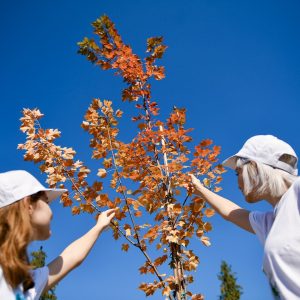 Будите дио акције за зеленију Бању Луку: Донирајте саднице за нови дрворед на Булевару Степе Степановића Будите дио акције за зеленију Бању Луку: Донирајте саднице за нови дрворед на Булевару Степе Степановића