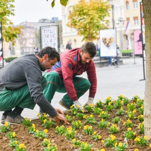Садња сезонског цвијећа у градским цвијетњацима Садња сезонског цвијећа у градским цвијетњацима