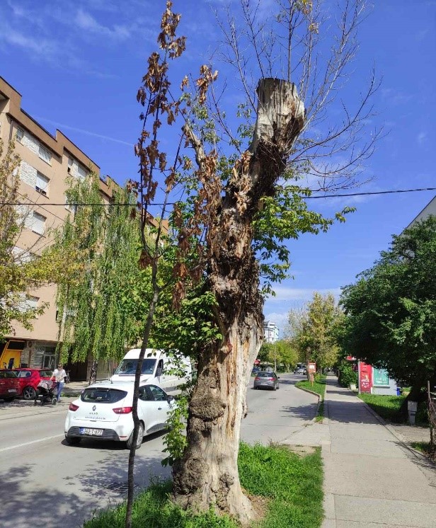  Стабала у постојећем дрвореду у изразито лошем стању