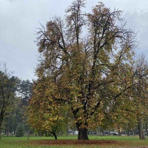 И ви можете гласати: Дивљи кестен из Бање Луке номинован за „Стабло године 2022“ И ви можете гласати: Дивљи кестен из Бање Луке номинован за „Стабло године 2022“