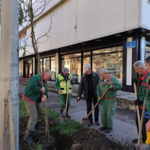 Настављена јесења садња: Нове саднице у више дрвореда Настављена јесења садња: Нове саднице у више дрвореда