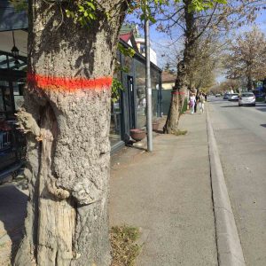 Почиње реконструкција: Нова стабла умјесто опасних на Булевару Степе Степановића Почиње реконструкција: Нова стабла умјесто опасних на Булевару Степе Степановића