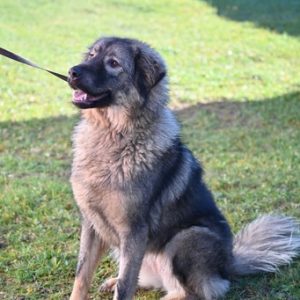 Удоми љубав: Бројни прекрасни пси из бањалучког азила чекају свог власника Удоми љубав: Бројни прекрасни пси из бањалучког азила чекају свог власника