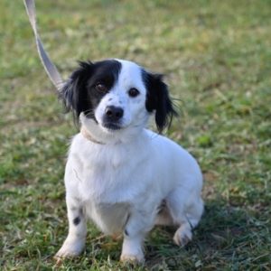 Од 15. децембра: Почиње акција контроле власника паса и њихових законских обавеза