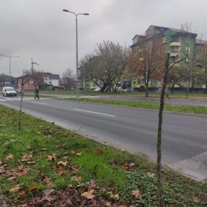 Поломљено 40 младих садница на Источном транзиту: Апел да се чува зеленило Поломљено 40 младих садница на Источном транзиту: Апел да се чува зеленило