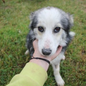 Градоначелник: Наредне године градићемо нови азил за псе Градоначелник: Наредне године градићемо нови азил за псе