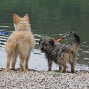 Удомите љубав: Градски азил на Мањачи отворен сваки дан