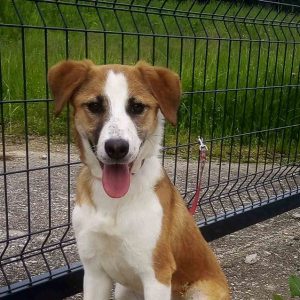 Заједно до још бољих услова за боравак паса: Погледајте како можете подржати рад азила на Мањачи