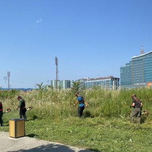 Почело кошење амброзије, акција траје до краја септембра