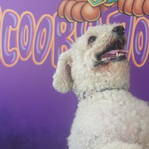 За уређивање кућних љубимаца: Отворена самоуслужна праоница за псе у парку код „Делте“ За уређивање кућних љубимаца: Отворена самоуслужна праоница за псе у парку код „Делте“