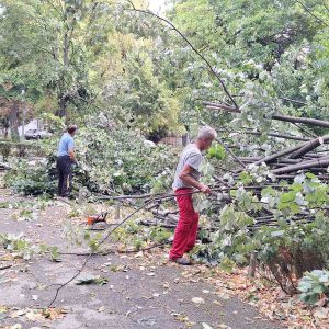 Од раних јутарњих часова: Екипе на терену, уклањају стабла оштећена у олујном невремену
