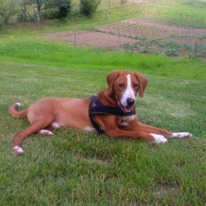 Побољшани услови у азилу на Мањачи, 60 паса пронашло своје власнике