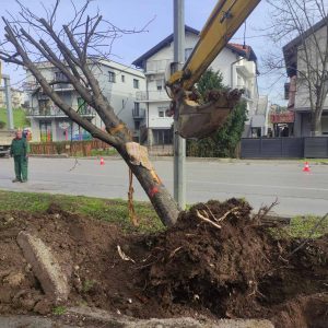 Почели припремни радови за изградњу новог кружног тока код пекаре „Бакал“: У току пресађивање стабала на локацију будућег градског парка Почели припремни радови за изградњу новог кружног тока код пекаре „Бакал“: У току пресађивање стабала на локацију будућег градског парка
