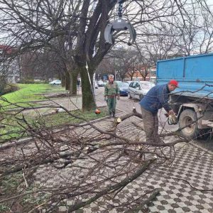 Активности у градским дрворедима: Орезивање и уклањање сувих стабала Активности у градским дрворедима: Орезивање и уклањање сувих стабала