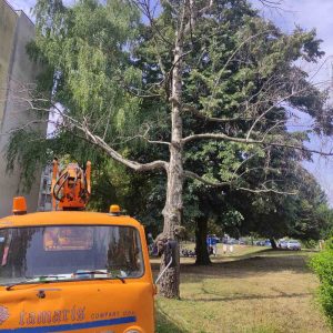 Пред почетак нове школске године: Надлежни уклањају суве гране са стабала у близини школских објеката Пред почетак нове школске године: Надлежни уклањају суве гране са стабала у близини школских објеката