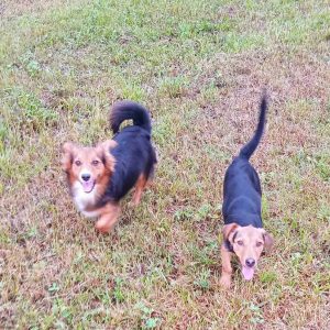 Врата азила отворена свакодневно, у плану формирање градске хигијеничарске службе Врата азила отворена свакодневно, у плану формирање градске хигијеничарске службе