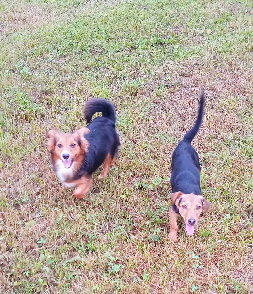  Фото: Фејсбук страница Удоми љубав