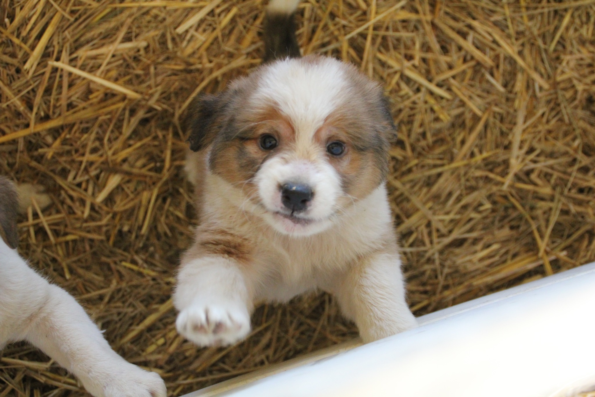  Фото: Удружења за заштиту животиња ″Варди″ 