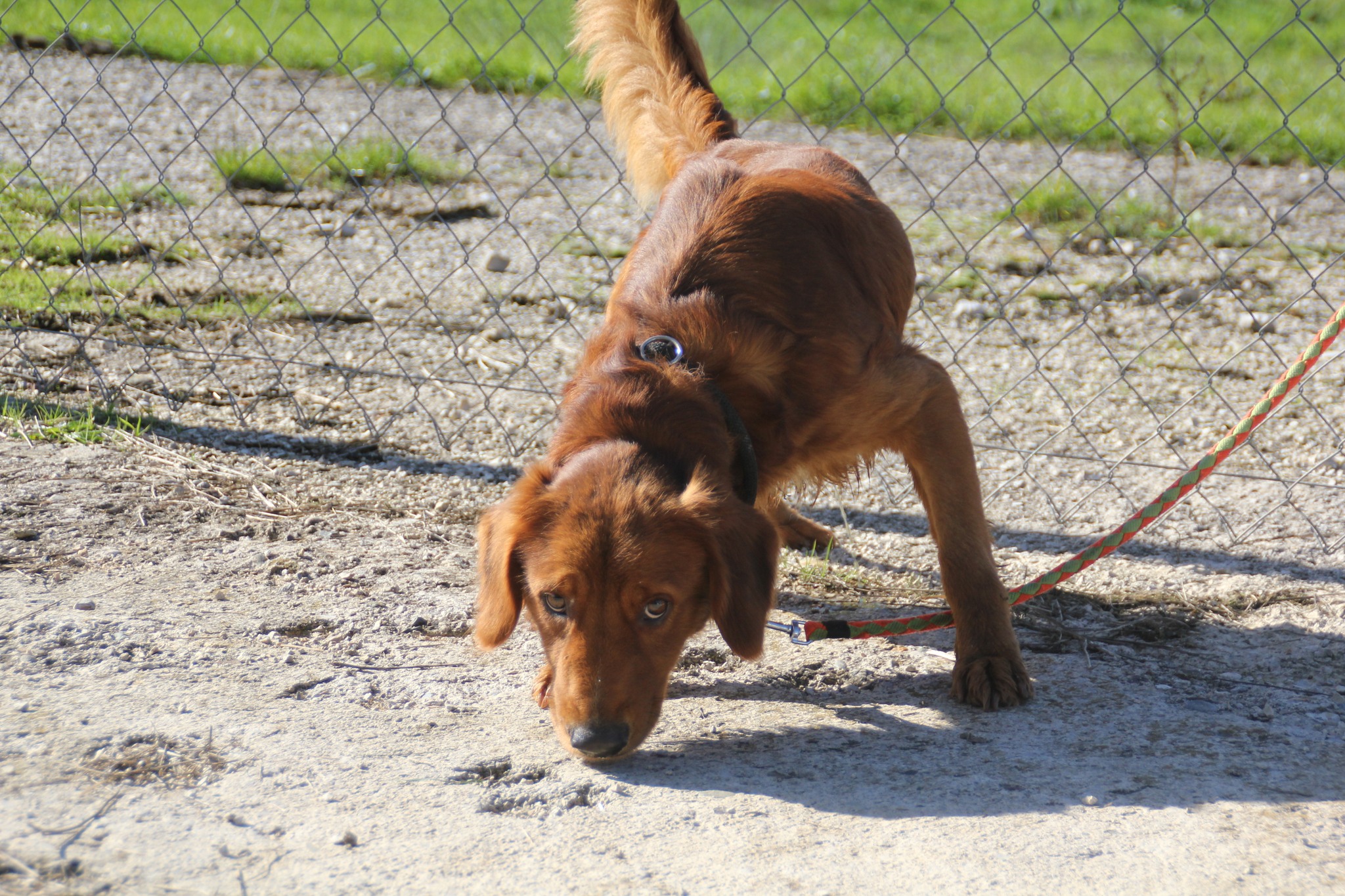  Фото: Удружења за заштиту животиња ″Варди″ 