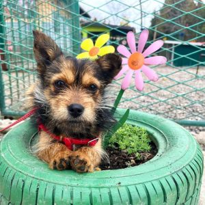 Субота у азилу на Мањачи: Дођите, прошетајте пса, питајте све што вас занима Субота у азилу на Мањачи: Дођите, прошетајте пса, питајте све што вас занима