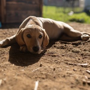 Akcija „Udomi ljubav“ traje svaki dan, od početka godine više od 80 pasa našlo stalni dom Akcija „Udomi ljubav“ traje svaki dan, od početka godine više od 80 pasa našlo stalni dom
