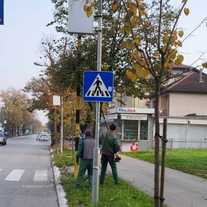 За бољу видљивост у саобраћају: У току орезивање грана око саобраћајне сигнализације За бољу видљивост у саобраћају: У току орезивање грана око саобраћајне сигнализације
