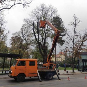 У току процјена здравственог стања стабала на подручју града