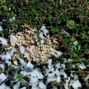 Градоначелник: Постављање отрова представља пријетњу за животиње и суграђане, одговорност мора постојати Градоначелник: Постављање отрова представља пријетњу за животиње и суграђане, одговорност мора постојати