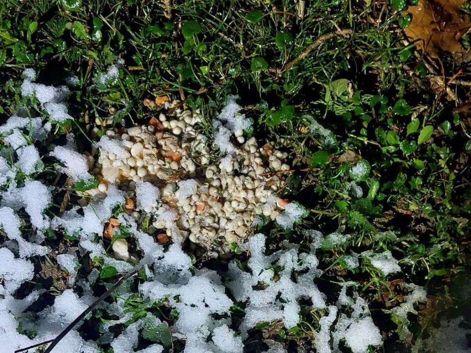  Izvor: Fejsbuk -ustupljena fotografija