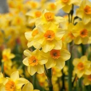 О важности превентивних прегледа: Обиљежавање „Дана нарциса“ у петак на Тргу Крајине О важности превентивних прегледа: Обиљежавање „Дана нарциса“ у петак на Тргу Крајине